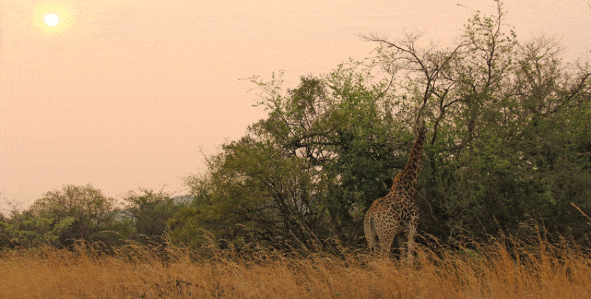 Johannesburg: Privatjet mieten 