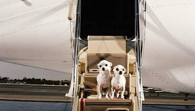 Wie kann ich mit einem Haustier im Privatjet reisen?