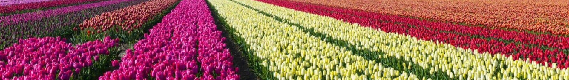 Mieten Sie einen Privatjet von/nach Hoogeveen