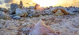 Mieten Sie einen Privatjet von/nach Bequia Isl J.F. Mitchell