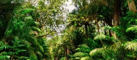 Mieten Sie einen Privatjet von/nach Trinidad Piarco