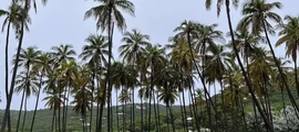 Mustique: Vermietung von Privatjets