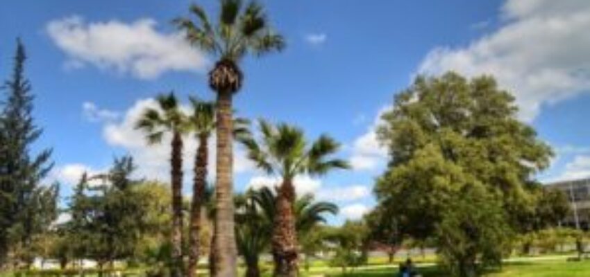 Jet privé avec Tunis-Karthago, parc ensoleillé avec arbres.