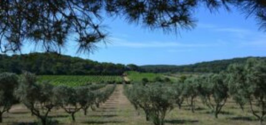 Porquerolles avec vignoble et oliveraie sous ciel bleu.