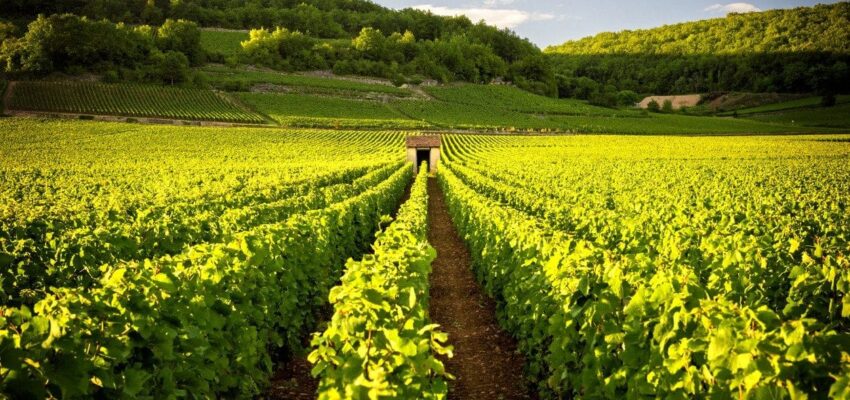 vignobles de bourgogne