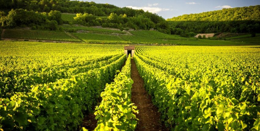 vignobles de bourgogne